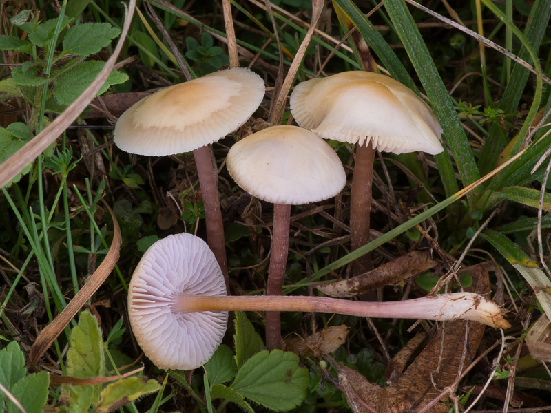 Mycena luteovariegata